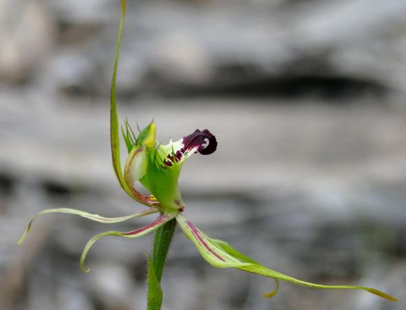 Arachnorchis tentaculata - Mantis Orchid.jpg